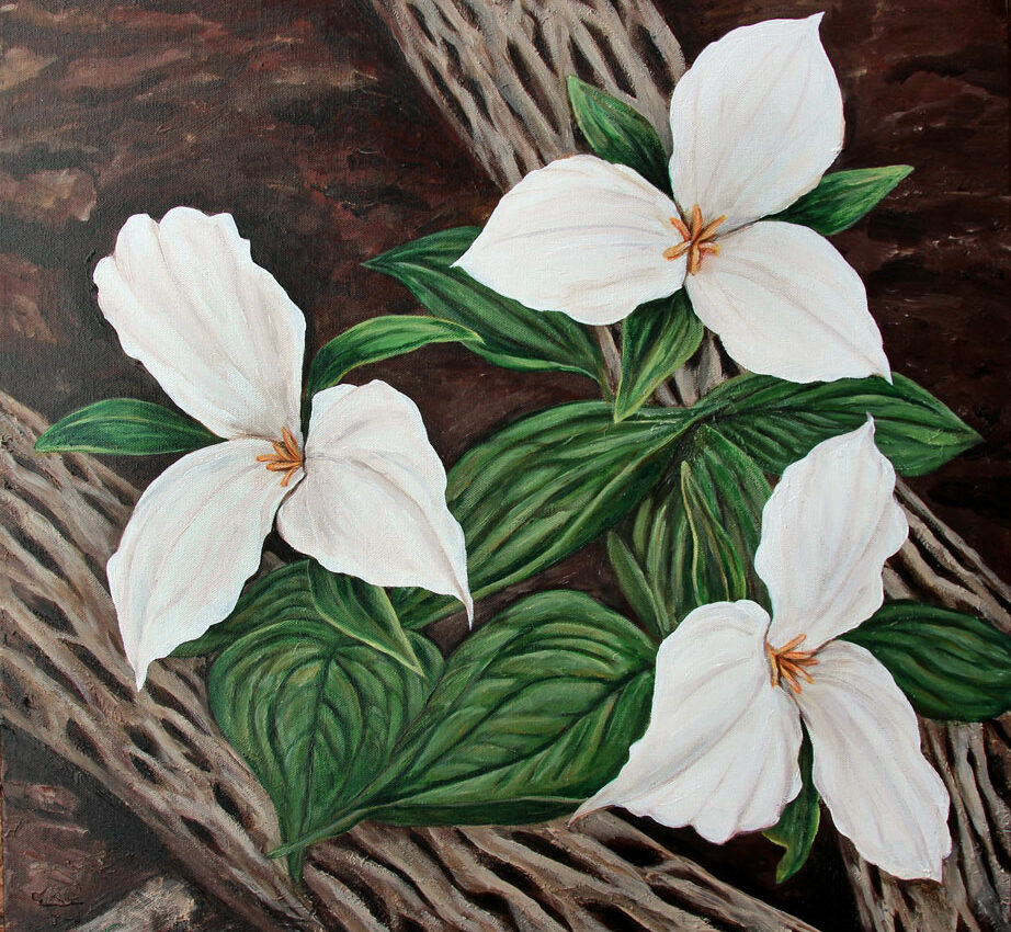 J_Feely_De_Graaf_Trilliums_250k