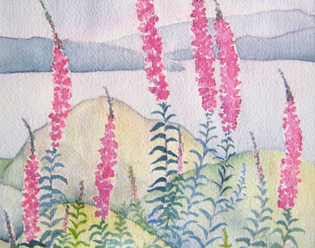 Loosestrife_Watercolour_11-x-7