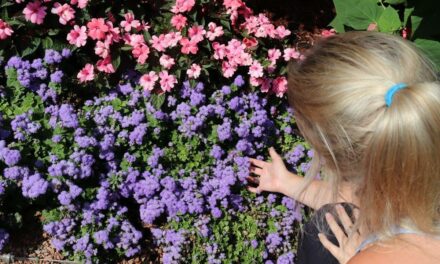 Mississauga News: Here are 5 things to do in Mississauga during spring